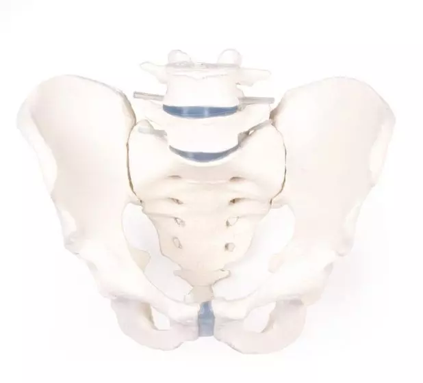 Modello di scheletro del bacino maschile Erler Zimmer 4056