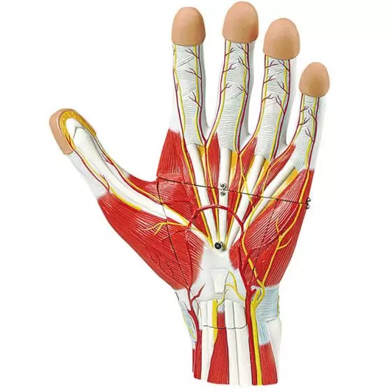 Modello anatomico della mano in 3 parti Erler Zimmer M170