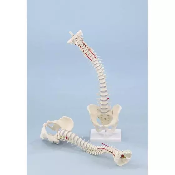 Modello di colonna vertebrale standard con prolasso e bacino Erler Zimmer 4032