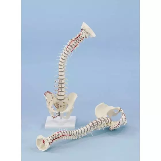 Colonna vertebrale con bacino smontabile e marcaggio muscolare, su supporto Erler Zimmer 4011