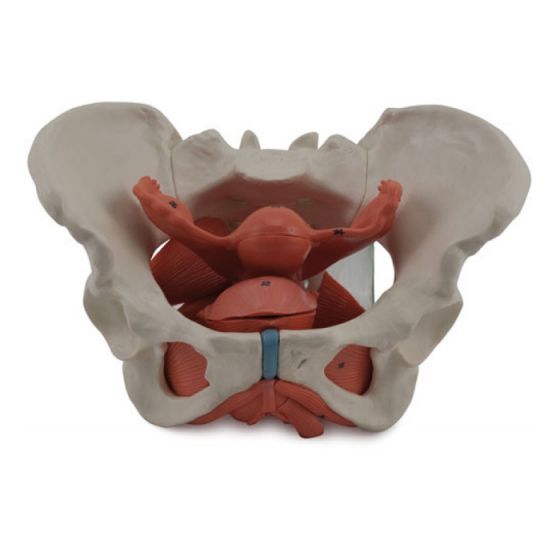 Modello Anatomico Bacino Femminile Con Sezione Sagittale – PVC – Per Studio Medico