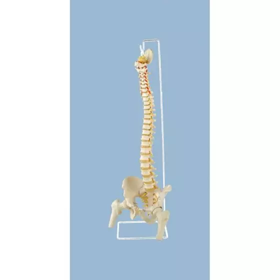 Colonna vertebrale flessibile con teste di femore Erler Zimmer A151