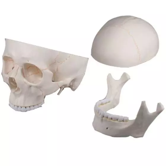 Modello di cranio in 3 parti Erler Zimmer R4503