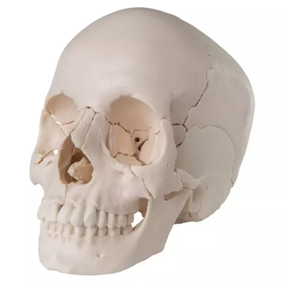 Cranio scomponibile 3B Scientific - Versione anatomica in 22 parti A290