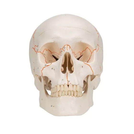 Modello classico di cranio con numerazione, in 3 parti A21