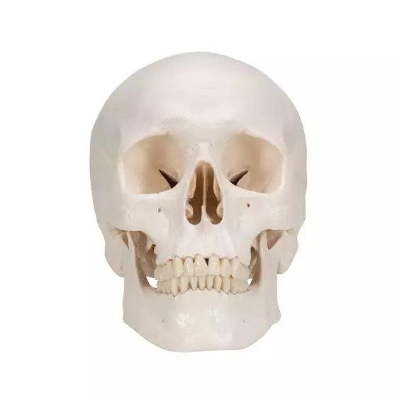Cranio, modello classico, in 3 parti A20