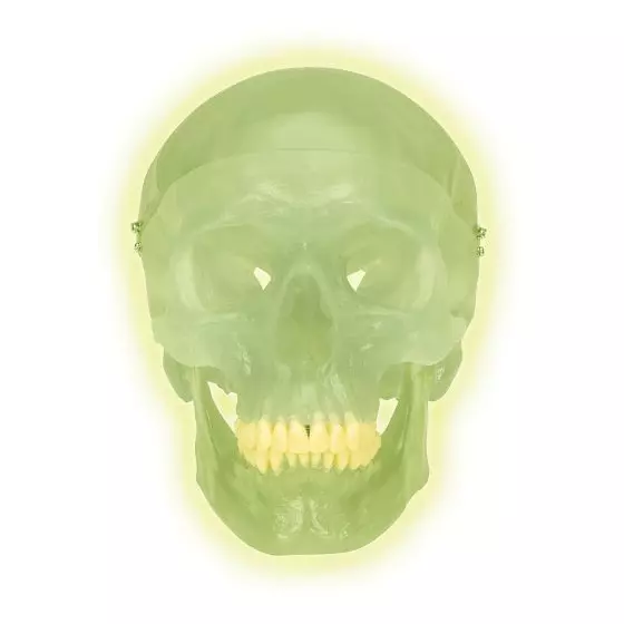 Cranio fluorescente A20/N