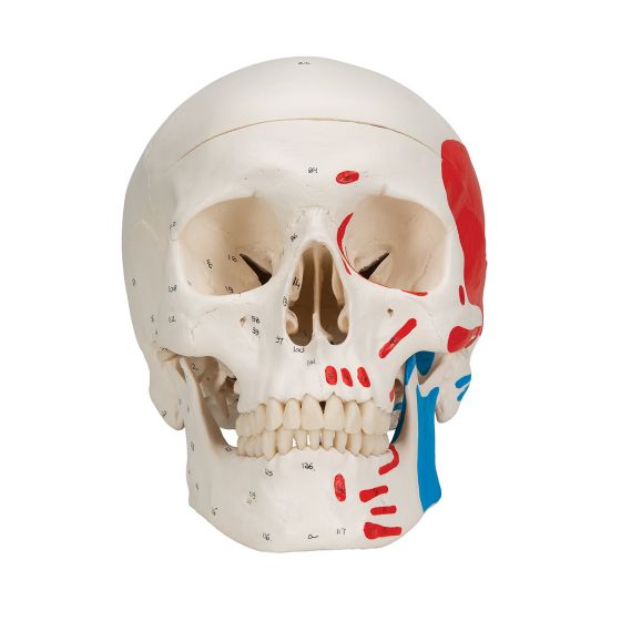 Cranio, modello classico, dipinto, in 3 parti A23