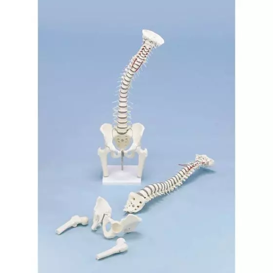 Colonna vertebrale con bacino smontabile e sezioni femorali, su supporto Erler Zimmer 4014