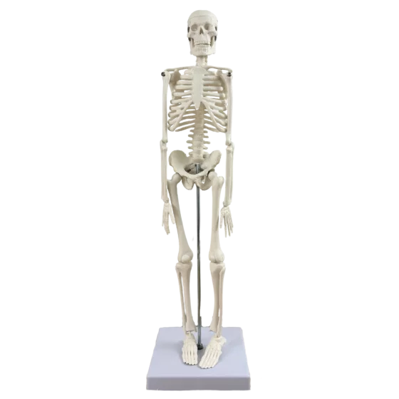 Mini scheletro anatomico umano 45cm Mediprem