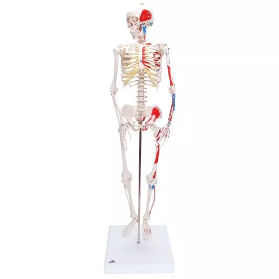 Mini scheletro "Shorty" A18/5 con rappresentazione a colori dei muscoli, su base