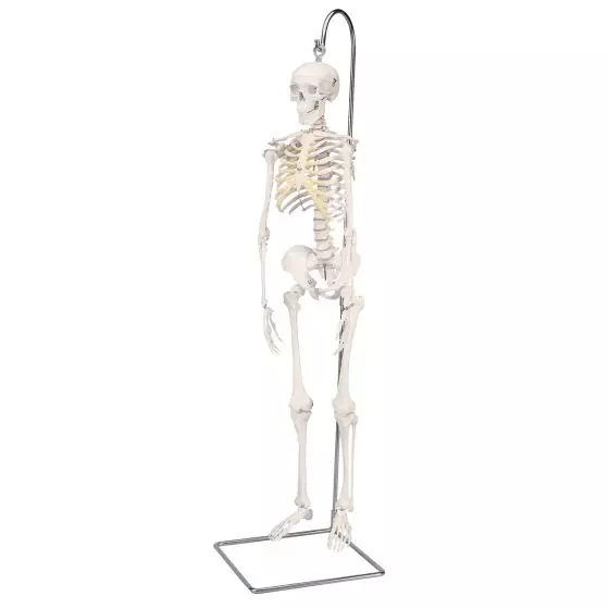 Mini scheletro "Shorty“, base pensile A18/1
