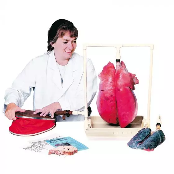Modello anatomico didattico di polmoni di maiale R10060 Erler Zimmer