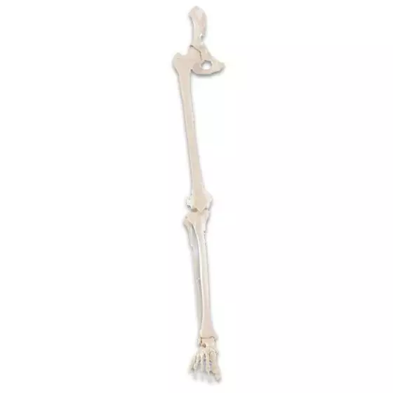 Scheletro della gamba con metà della pelvi e piede flessibile Erler Zimmer R6069