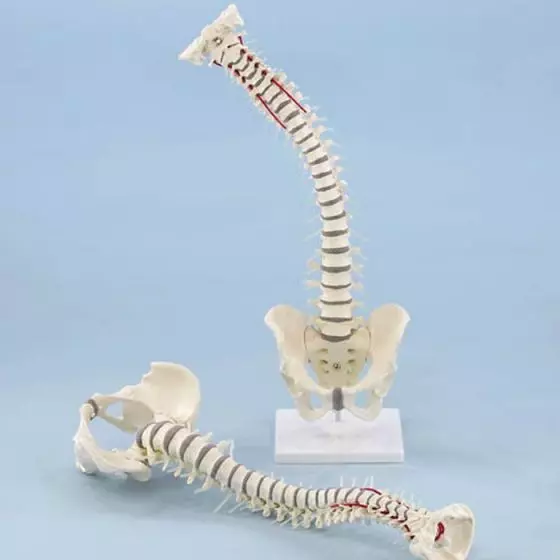 Colonna vertebrale con pelvi smontabile Erler Zimmer R4009