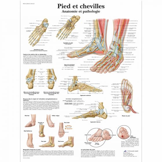 Tavola anatomica Piedi e Caviglie - Anatomia e patologie VR2176L 3B Scientific