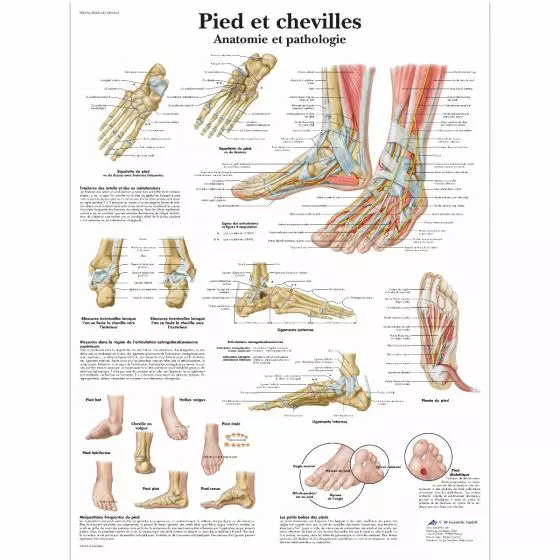 Tavola anatomica Piedi e Caviglie - Anatomia e patologie VR2176L 3B Scientific