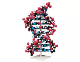 Modello molecolare di DNA interferente 3B Scientific