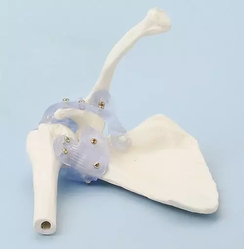 Modello anatomico di articolazione della spalla con legamenti 4551 Erler Zimmer