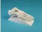 Modello anatomico di articolazione dello scheletro del piede, su stativo 6050S Erler Zimmer
