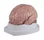 Modello del cervello in 5 parti Erler Zimmer C218