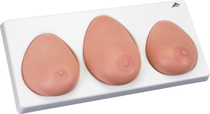 Modello per palpazione del seno, L55