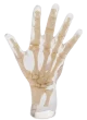 Fantasma radiografico della mano Erler Zimmer