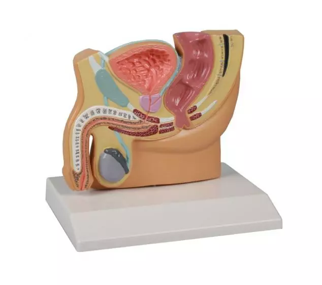 Modello anatomico di bacino maschile H221 Erler Zimmer