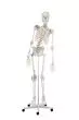 Scheletro Toni con colonna vertebrale flessibile e legamenti visibili con rotelle 3013 Erler Zimmer