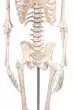Scheletro in miniatura Fred con colonna vertebrale flessibile e inserzioni muscolari 3045 Erler Zimmer