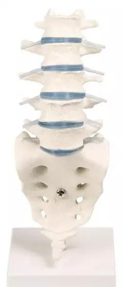 Modello di Colonna vertebrale lombare Erler Zimmer 4036