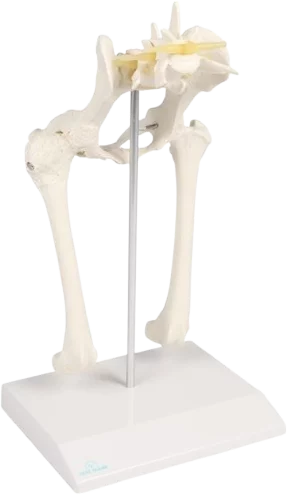 Modello anatomico di anca per cani di Erler Zimmer