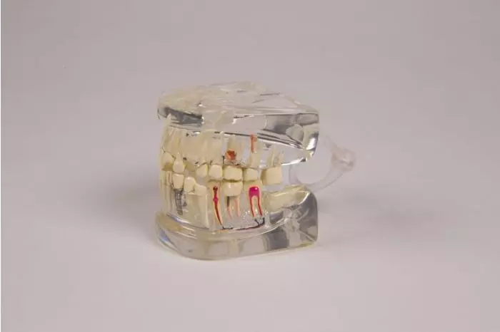 Mascella umana trasparente con denti D19 Erler Zimmer