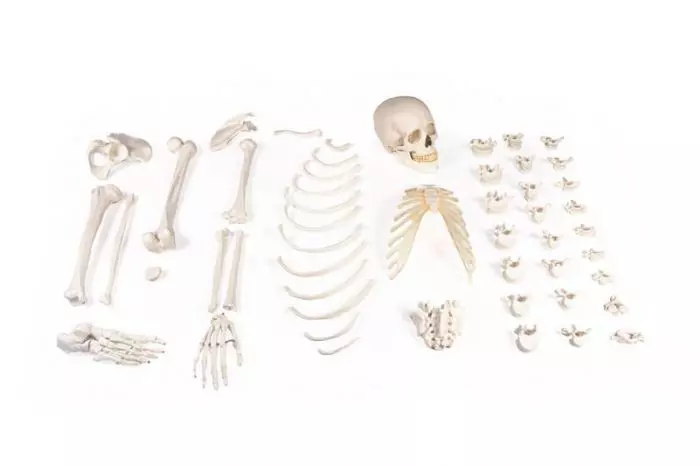 Modello didattico di scheletro destro smontato 3024 Erler Zimmer