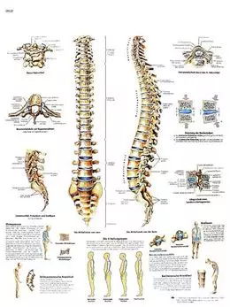 Tavola anatomica La colonna vertebrale, Anatomia e patologie VR2152UU 3B Scientific
