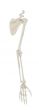 Scheletro del braccio con cintura scapolare Erler Zimmer R6016