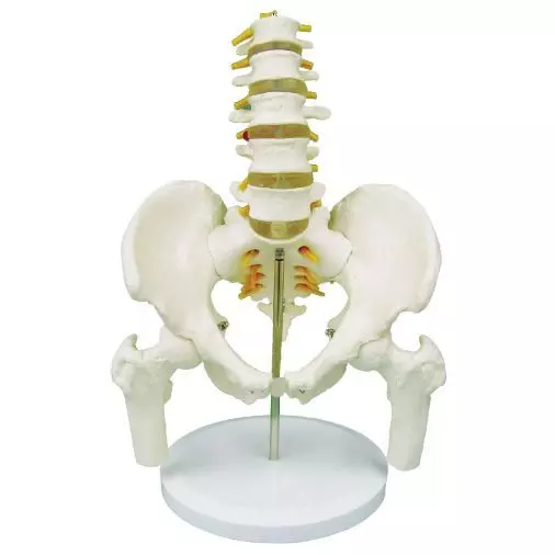 Modello anatomico di bacino con vertebre lombari e teste femorali in 5 pezzi