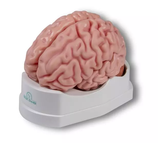 Modello del cervello in 5 parti Erler Zimmer C918