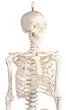 Mini scheletro Paul con colonna vertebrale amovibile Erler Zimmer 3040