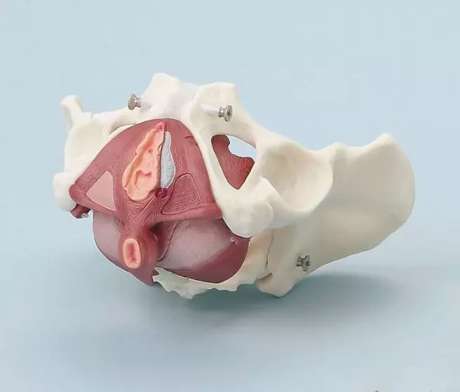 Modello anatomico di bacino femminile con muscoli del pavimento pelvico Erler Zimmer 4070