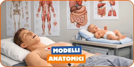 Modelli anatomici